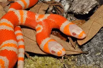 Ngắm rắn bạch tạng 2 đầu có giá hơn 1 tỷ đồng