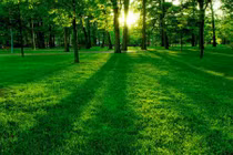 Bói ngành nghề đại phát trong năm Ất Mùi 2015 