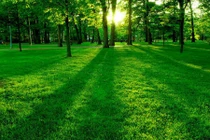 Bói ngành nghề đại phát trong năm Ất Mùi 2015 