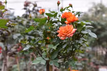 Hồng Sa Pa, Thái Lan giá trăm triệu vẫn không đủ để bán