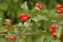 Thảo dược tự nhiên giúp ngừa máu đông, kiểm soát huyết áp