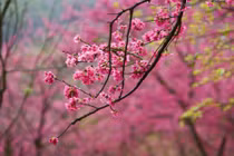 Sau tiết Lập Xuân các chàng giáp này tha hồ gặt hái tài lộc