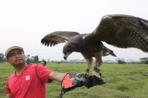 Huấn luyện “chúa tể bầu trời”: Thú chơi đắt đỏ, kỳ công