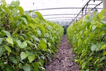 Làng trầu không xuất khẩu độc nhất vô nhị Việt Nam