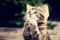 Dự đoán tuần mới 20/7 - 27/7/2015 cho 12 con giáp