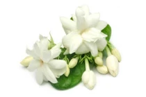 Tẩy tế bào chết, trị mụn trứng cá an toàn bằng hoa nhài