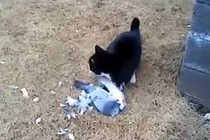 Bồ câu giả chết, mèo ú để tuột miếng mồi ngon