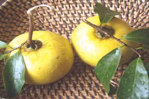 Trị nám da, trứng cá bằng cây cỏ tự nhiên