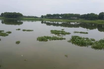 Chuyện lạ: Bắt được cá sấu nặng 70kg giữa Hà Nội