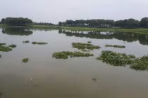 Chuyện lạ: Bắt được cá sấu nặng 70kg giữa Hà Nội