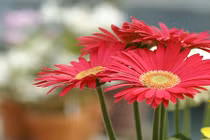 Mùa Đông nên đặt những cây này trong nhà không lo bệnh tật