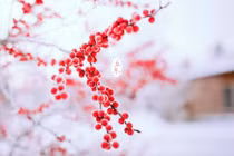 Tuyệt chiêu khai vượng vận thế trong mùa Đông giá rét