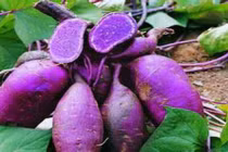 Bí quyết ăn khoai để giảm cân mà người béo nên biết