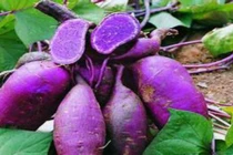 Bí quyết ăn khoai để giảm cân mà người béo nên biết