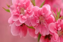 Hiểu thế nào cho đúng về vận đào hoa? 