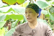 Ảnh: Chuối mất cả mùa lẫn giá, dân Khoái Châu như ngồi trên lửa 