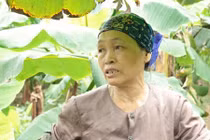 Ảnh: Chuối mất cả mùa lẫn giá, dân Khoái Châu như ngồi trên lửa 