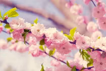 Dự đoán ngày mới 01/02/2018 cho 12 con giáp