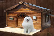 Cấm kỵ phong thủy khi nuôi thú cưng trong nhà 