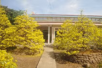 Ngắm vẻ đẹp 'hút mắt' của làng mai tiền tỉ ngày đầu năm 