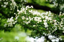 Tháng 01/2018, tuổi Dậu vận đỏ như son, cơ hội làm giàu đến liên tiếp