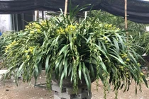 Phi vụ "có 1 không 2": Áp tải 500 triệu địa lan cho đại gia Sài thành