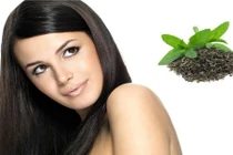 Chỉ cần nắm lá này mái tóc sẽ óng ả, mềm mượt như tơ