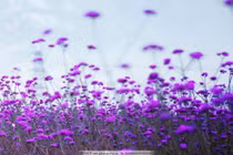 Dự đoán ngày mới 22/12/2017 cho 12 con giáp