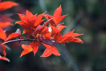 Dự đoán ngày mới 27/01/2018 cho 12 con giáp