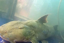 Bắt được cá chiên khổng lồ: 'Thủy quái' sông Đà lên bàn nhậu Hà Thành