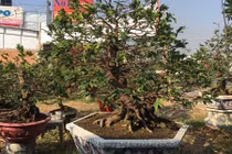 Thời tiết thất thường, nhà vườn trồng mai Tết khổ sở