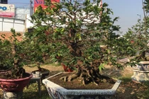 Thời tiết thất thường, nhà vườn trồng mai Tết khổ sở