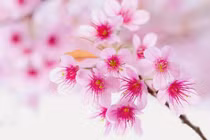 Làm gì để khắc chế khi gặp vận đào hoa xấu quá vượng?