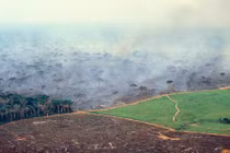 Rừng Amazon đã bị tàn phá ra sao theo thời gian?