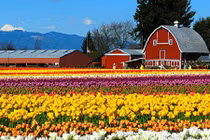 Choáng ngợp 10 lễ hội hoa rực rỡ nhất hành tinh