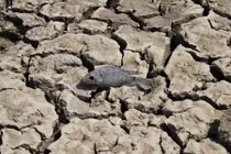 Loạt ảnh hạn hán kinh hoàng ở Ấn Độ