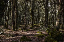 Ảnh: Dân Ma-rốc phá rừng lấy củi “phục vụ”... nhà tắm hơi