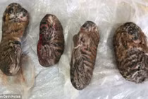 Báo Anh “choáng” vụ buôn bán hổ nấu cao ở Nam Định