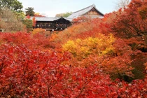 10 địa danh ngắm mùa thu lá vàng tuyệt đẹp ở Nhật Bản