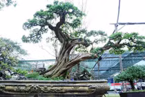 Ngắm cây sơ ri cổ thụ 100 năm tuổi, giá 500 triệu ở TP.HCM