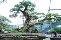 Ngắm cây sơ ri cổ thụ 100 năm tuổi, giá 500 triệu ở TP.HCM