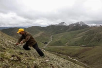 Nhọc nhằn cuộc săn lùng đông trùng hạ thảo trên sườn núi