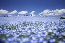 Ngất ngây với những điểm chụp ảnh đẹp nhất Nhật Bản