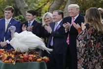 Tổng thống Trump lần đầu xá tội cho gà tây ở Nhà Trắng
