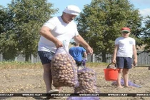 Trồng khoai tây, “thú vui tao nhã” của Tổng thống Belarus Lukashenko