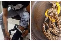 Indonesia bắt giữ hành khách giấu... 10 con trăn trong quần