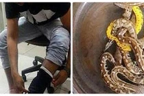 Indonesia bắt giữ hành khách giấu... 10 con trăn trong quần