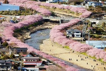 Ngây ngất trước thiên đường hoa anh đào Nhật Bản