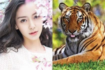 Kỷ Hợi 2019, 3 con giáp này sẽ trở thành thợ săn tiền, két lúc nào cũng đầy