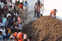 Ấn Độ: Dân làng ném phân bò vào nhau cầu sức khỏe